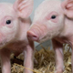 These piglets could be protected from an infection that costs the swine industry billions each year. Image: Laura Dow, The Roslin Institute